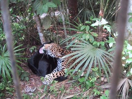 Jaguars Cuddling2